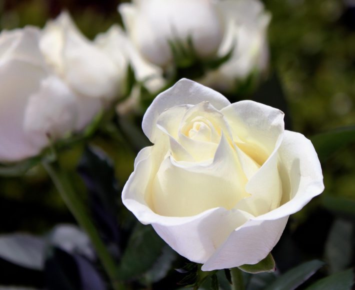Funeral flowers Mildenhall